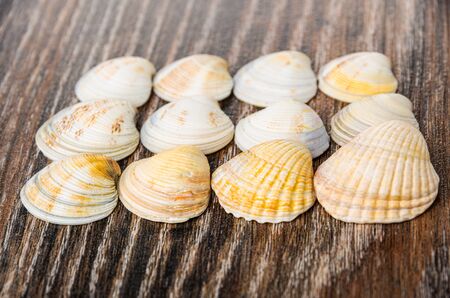 Rows of striped seashells on dark wooden tabl