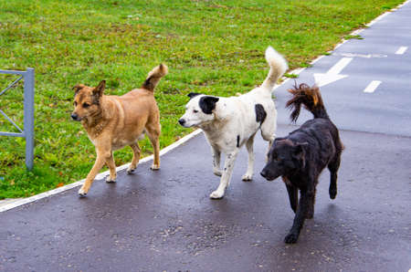Three stray dogs, red, white and black, walk along a wet bike pathの写真素材