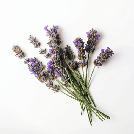 Bouquet of lavender flowers on white background, top view, isolatedの素材