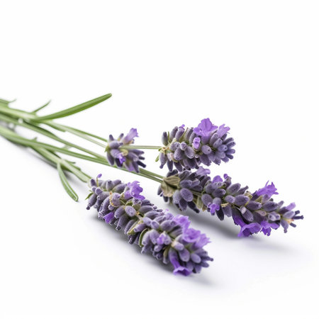 Bunch of lavender flowers on white background. Selective focus.の素材
