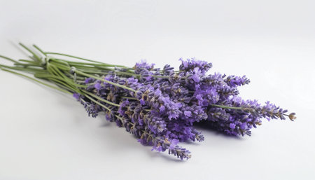 Bunch of lavender flowers on white background. Selective focus.の素材