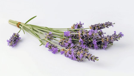 Lavender flowers isolated on white background. Lavandula officinalis.の素材