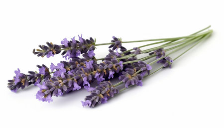 Lavender flowers isolated on white background cutout. Lavender bouquet.の素材