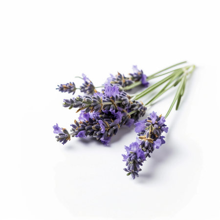 Bunch of lavender flowers isolated on white background. Top view.の素材