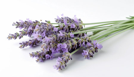 Bunch of lavender flowers isolated on white background. studio shot.の素材