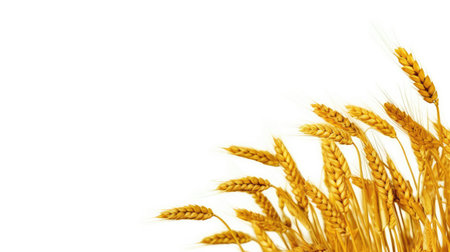 Ears of wheat on a white background. Place for text.の素材