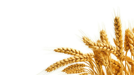 Ears of wheat isolated on white background with copy space for textの素材