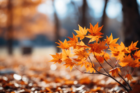 Autumn leaves in the park. Beautiful nature scene with colorful autumn leaves.の素材