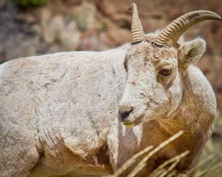 Bighorn Sheepの写真素材