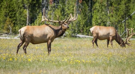 Bull elk looking up while in a field  の写真素材