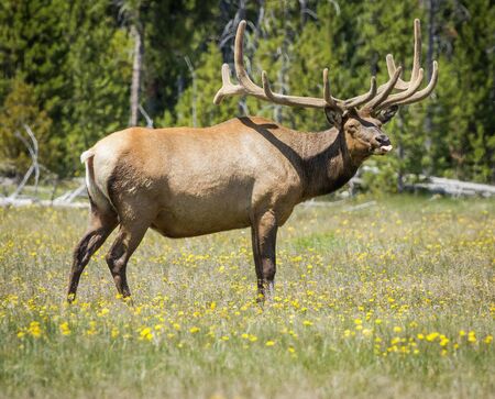 Bull elk with tongue sticking out   の写真素材