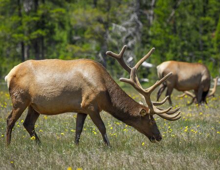 Two bull elks  の写真素材