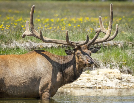 Huge elk standing in river  の写真素材