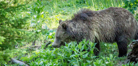Dark brown very large grizzly bear の写真素材