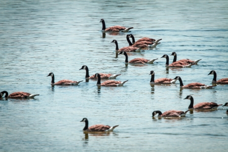 Flock of Canadian geese swimming on lake  の写真素材