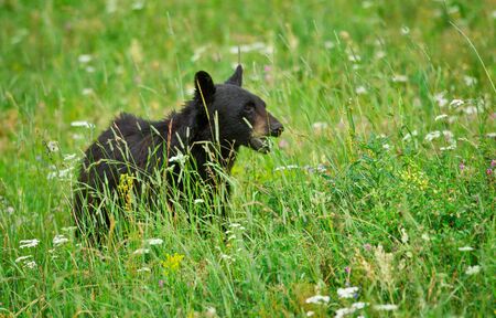 Bear Cubの写真素材