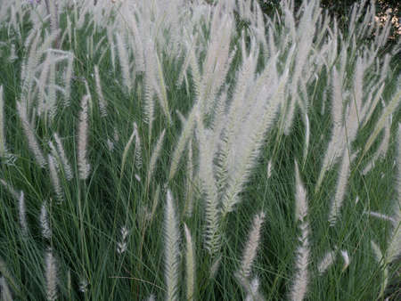 Grass flower and tropical meadow for backgroundの写真素材