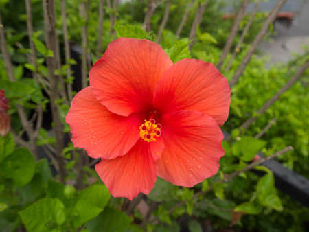 Macro of a large red hibiscus flower in the gardenの写真素材