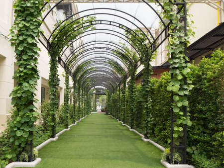Walkway under a green natural tunnel beside the buildingの写真素材