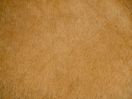 Texture image of natural animal leatherの写真素材