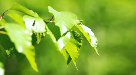 Green Spring Birch leaves with bokeh