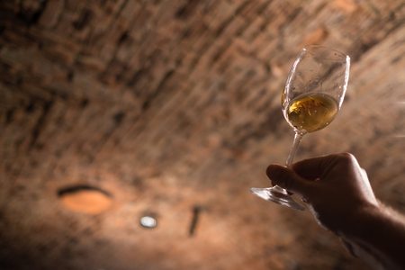 Sommelier enjoying the wine color in the old wine cellarの写真素材