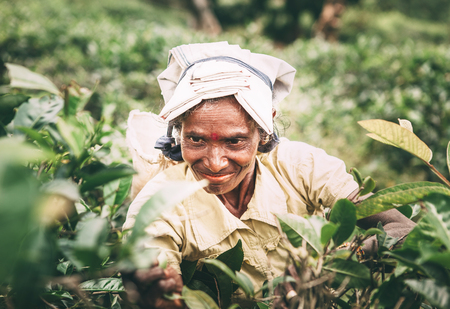 Ella, Sri Lanka - December 30, 2017: Old age female tea-picker picks up the fresh tea leaves in Ella town, Uva Province, Sri Lankaのeditorial素材