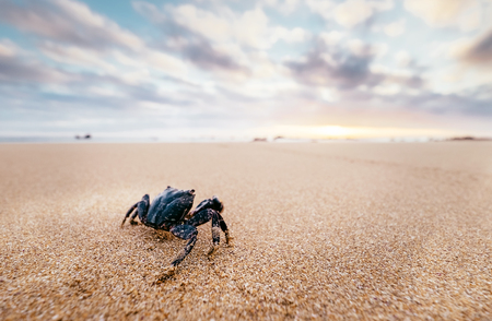 Funny Crab Arthropod looks on sunrise in the early morning timeの写真素材