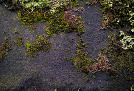Old grunge textured stone wall background with a green moss growing.の写真素材