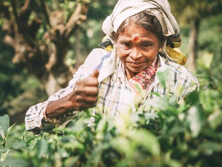 Ella, Sri Lanka - December 30, 2017: Old age female tea-picker picks up the fresh tea leaves in Ella town, Uva Province, Sri Lankaのeditorial素材