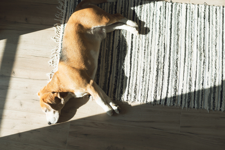 Lazy beagle dog sleeping on striped mat on laminate floor and warming under summer sunrays.の写真素材