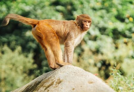 Funny Monkey standing on stone looking around with blurred out green leaves background.の写真素材