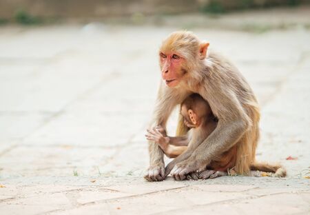  Mother monkey sitting on ground protecting and nurturing its cub looking around. Funny animals concept image.の写真素材
