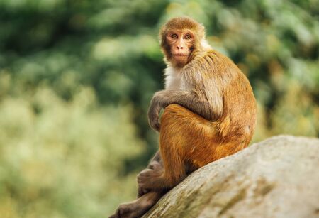 Funny Monkey sitting on stone looking around with blurred out green leaves background.の写真素材