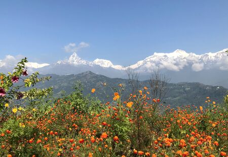 Orange blossom flowers garden with Annapurna range on background with famous Machapuchare 6993m mountain.の写真素材