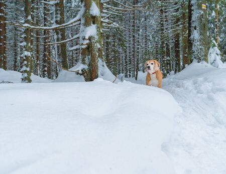 Beagle dog waiting on the deep snow forest path during the outdoor walking tour. Funny pets concept image.の写真素材