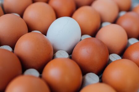 White Egg close up view in the eggs tray with a rows of brown color eggs. Personal individuality or leadership concept image.の写真素材