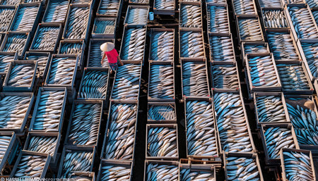 Aerial view of vibrant traditional fish drying process. Rows of wooden boxes filled with fish laid out under sun. Person in red shirt and conical hat walks among boxes.Travel and food industry conceptの素材