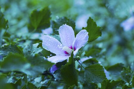 the flowerの写真素材