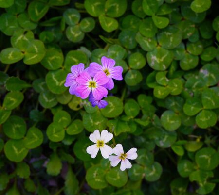 flowerの写真素材