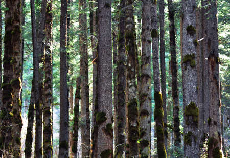 forestの写真素材
