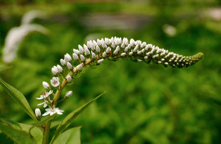 closeup of tiny white flowerの写真素材