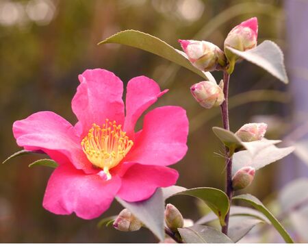 pink flowerの写真素材
