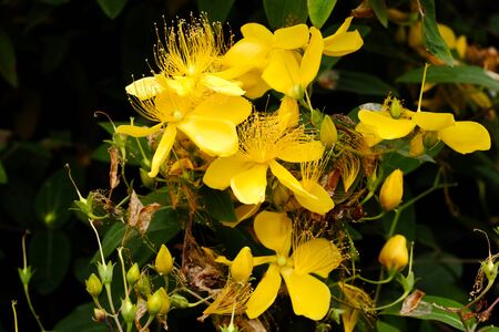 Flowerの写真素材