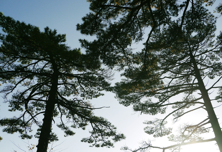 close up of trees