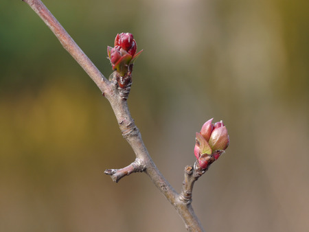 sprout の写真素材