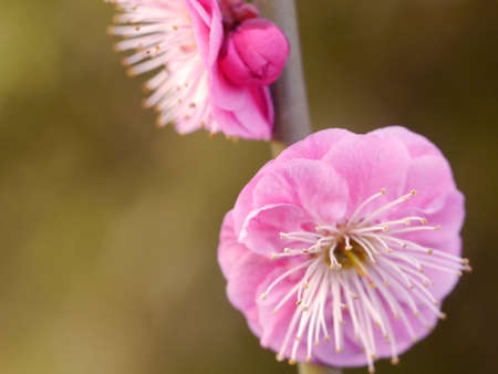pink flowers on the branchの写真素材