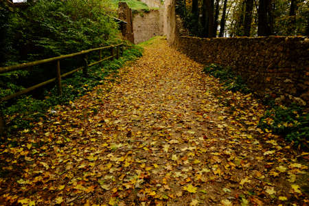 Autumn view of a walkway 