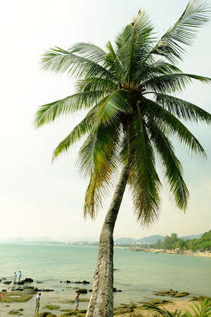 coconut treeのeditorial素材