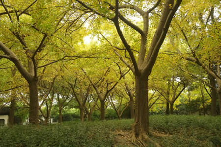 trees
